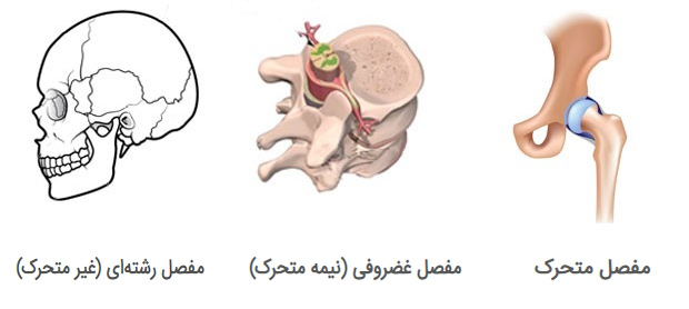 انواع مفاصل بدن و حرکت آنها در نقاط مختلف بدن