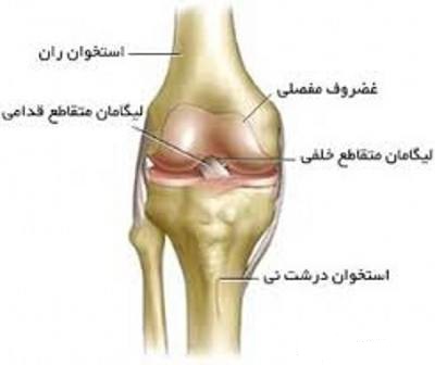 انواع رباط ها در مفاصل جستجوی کامل برای توری