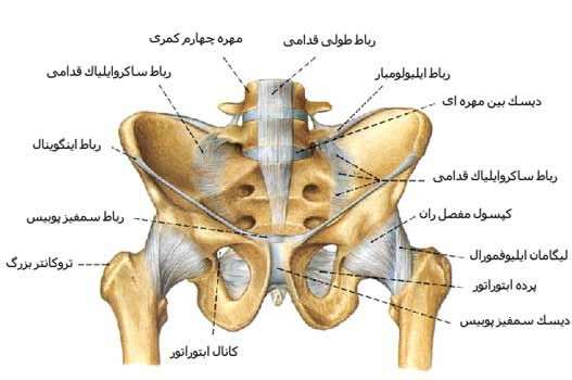 رباط نوعی رباط است که در مفاصل یافت می شود