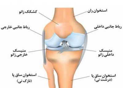 انواع رباط ها در مفاصل رباط سر فمورال