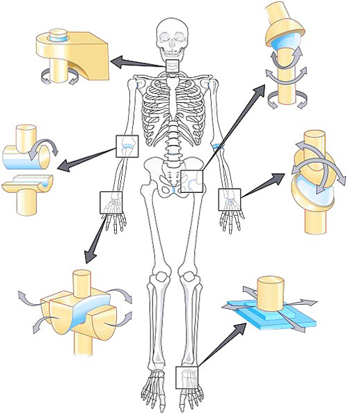انواع مفاصل بدن و حرکت آنها در نقاط مختلف بدن