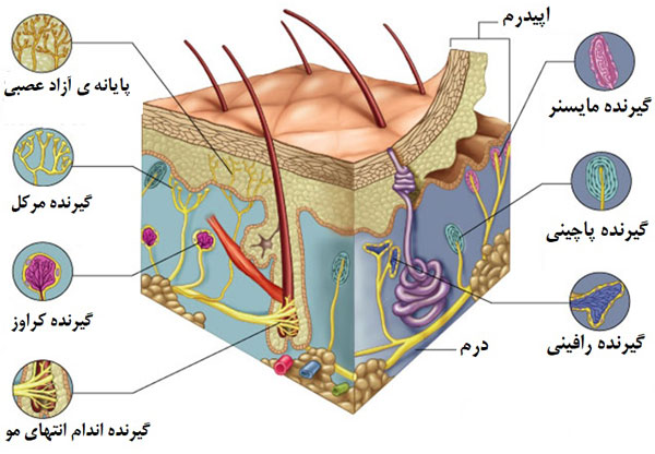 اجزای پوست و گیرنده های مختلف در پوست