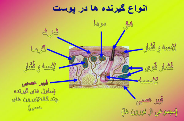 جستجوی گیرنده های مختلف در پوست و نقش هر یک از این گیرنده ها در حفظ سلامت بدن